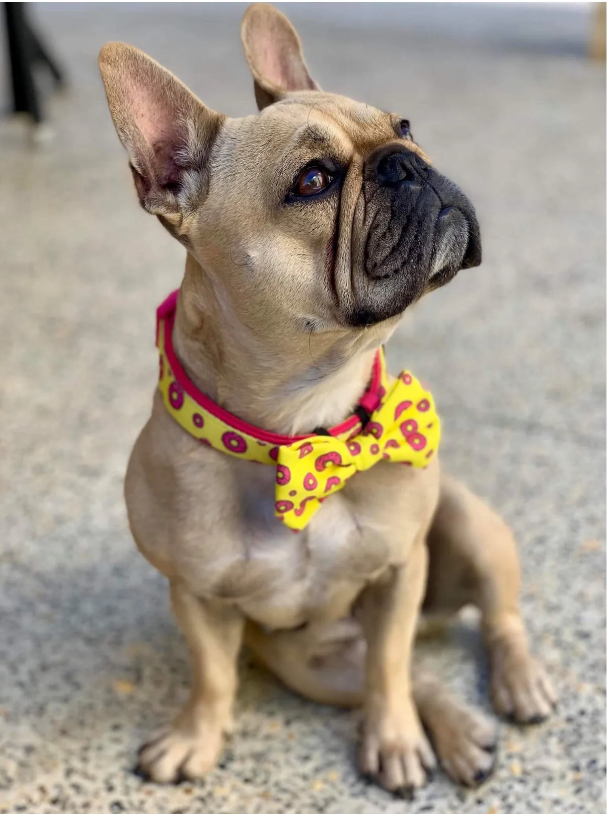 "Donut Life"  Collar & Bow Tie