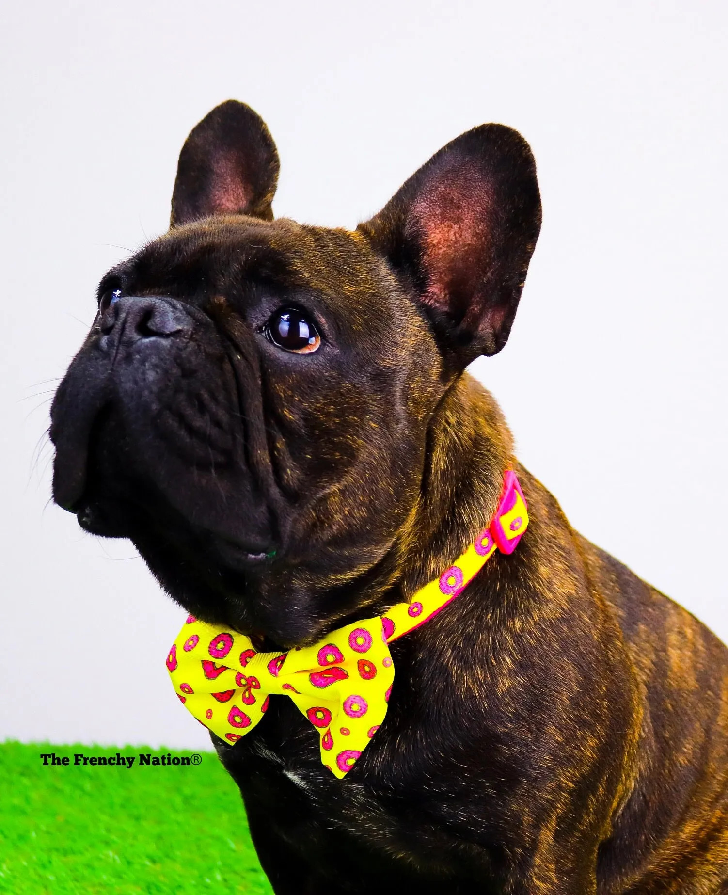 "Donut Life"  Collar & Bow Tie