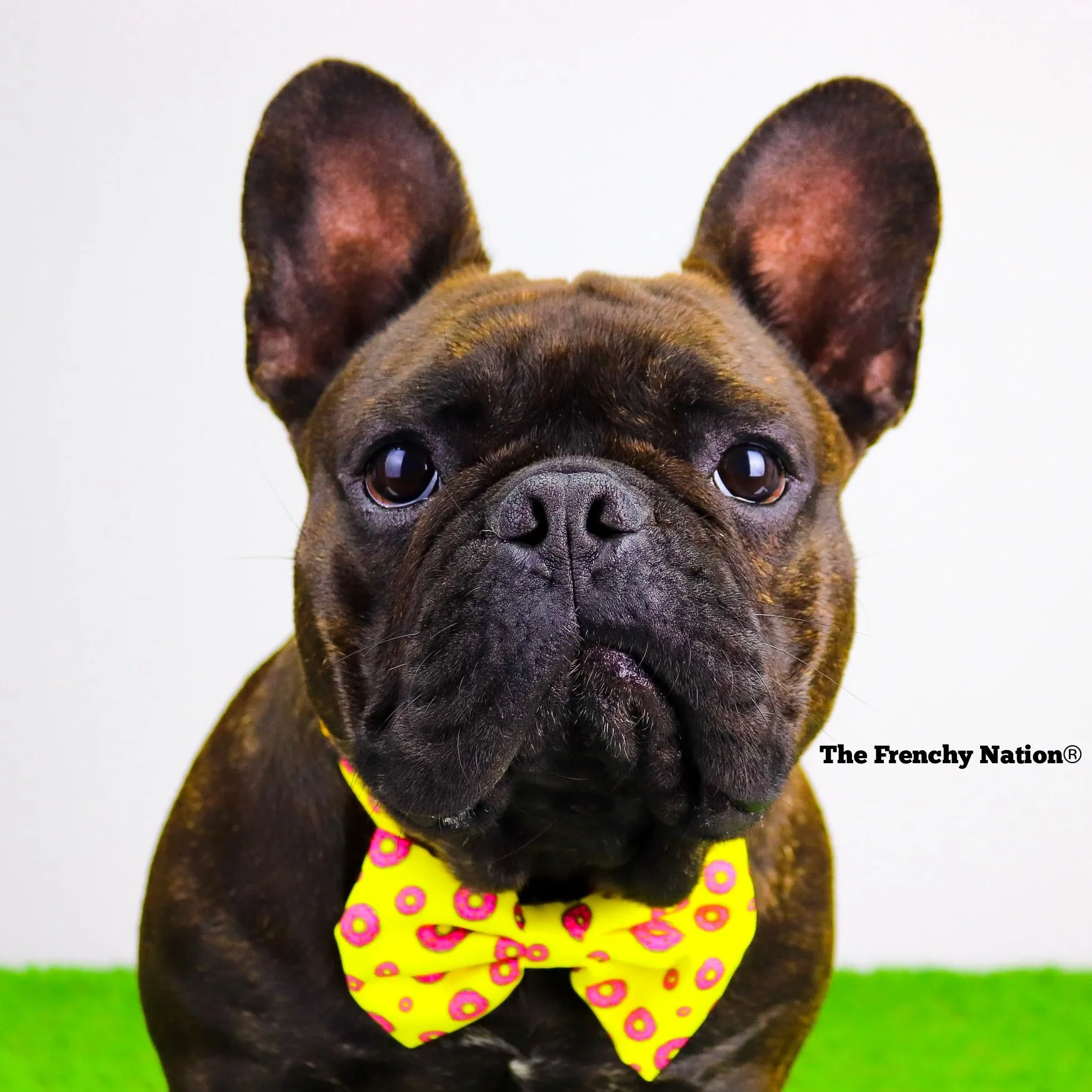 "Donut Life"  Collar & Bow Tie