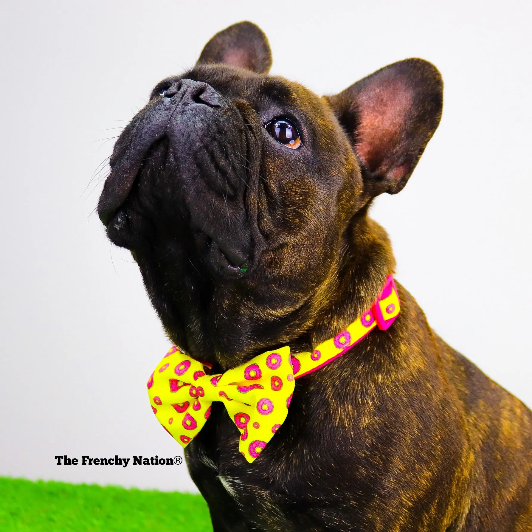 "Donut Life"  Collar & Bow Tie