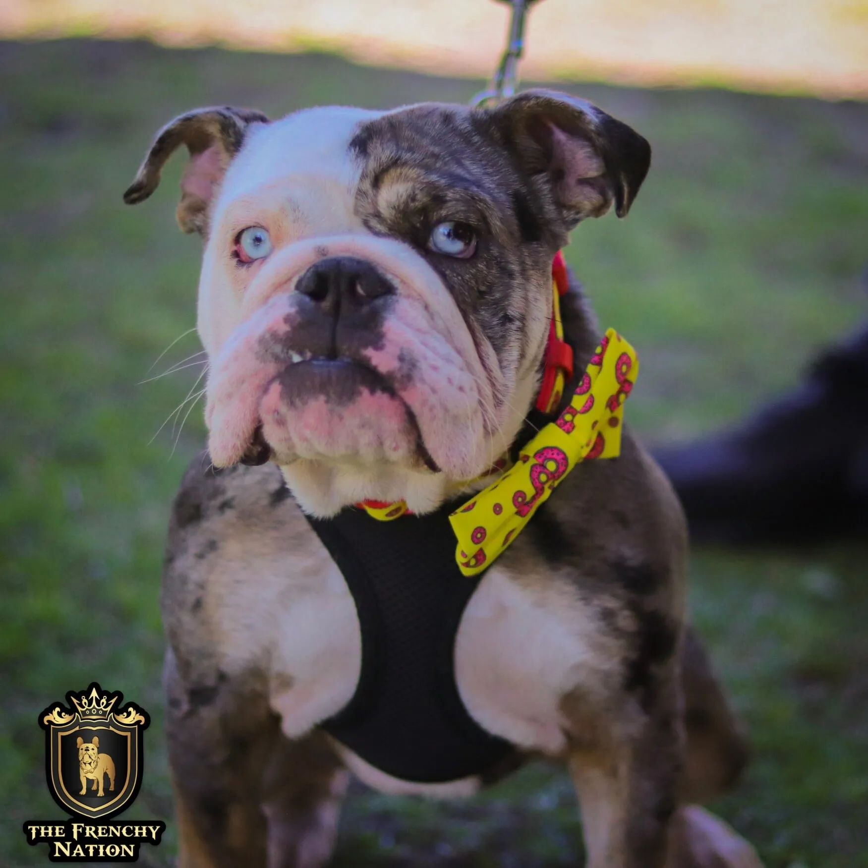 "Donut Life"  Collar & Bow Tie